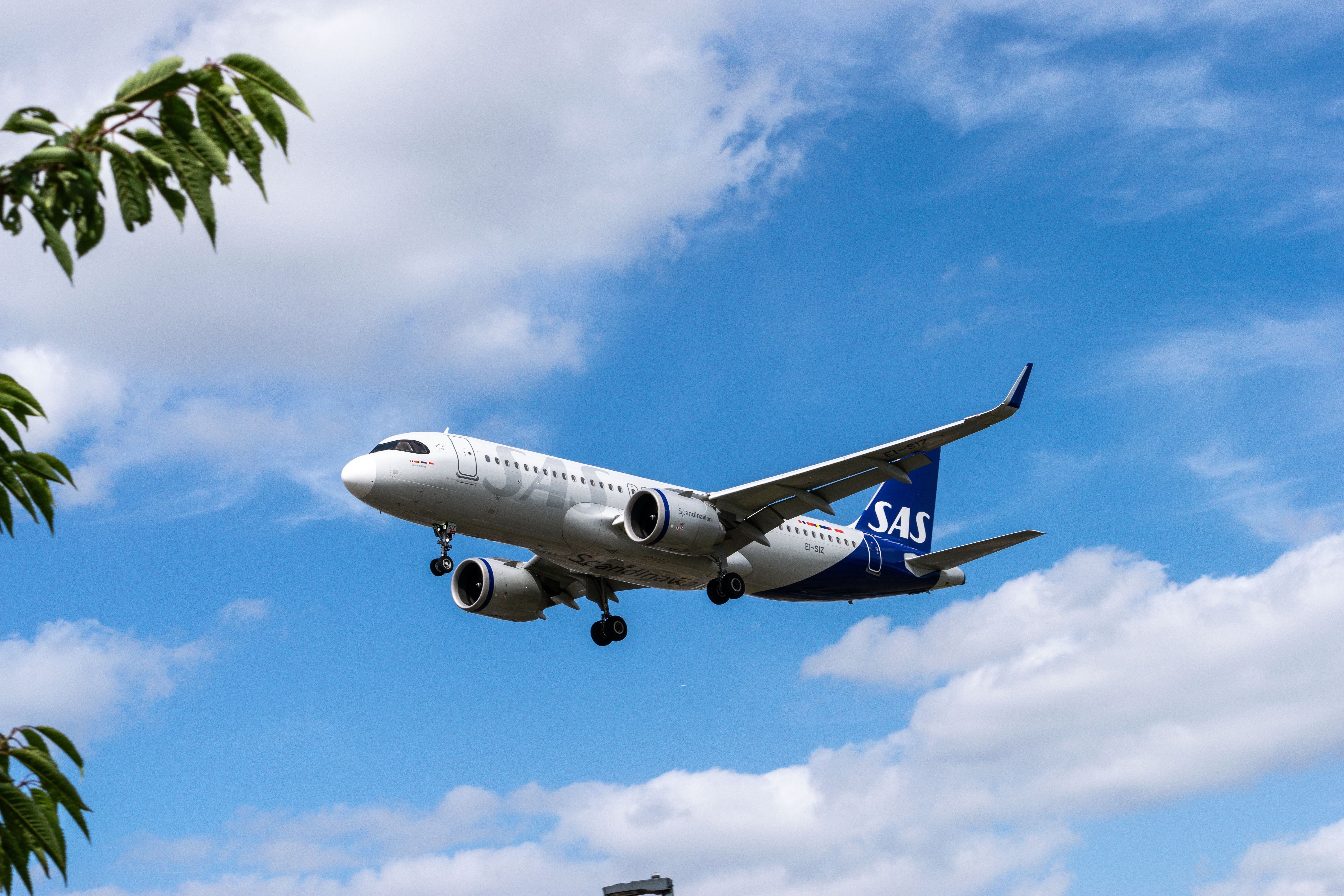 A SAS airplane through the trees