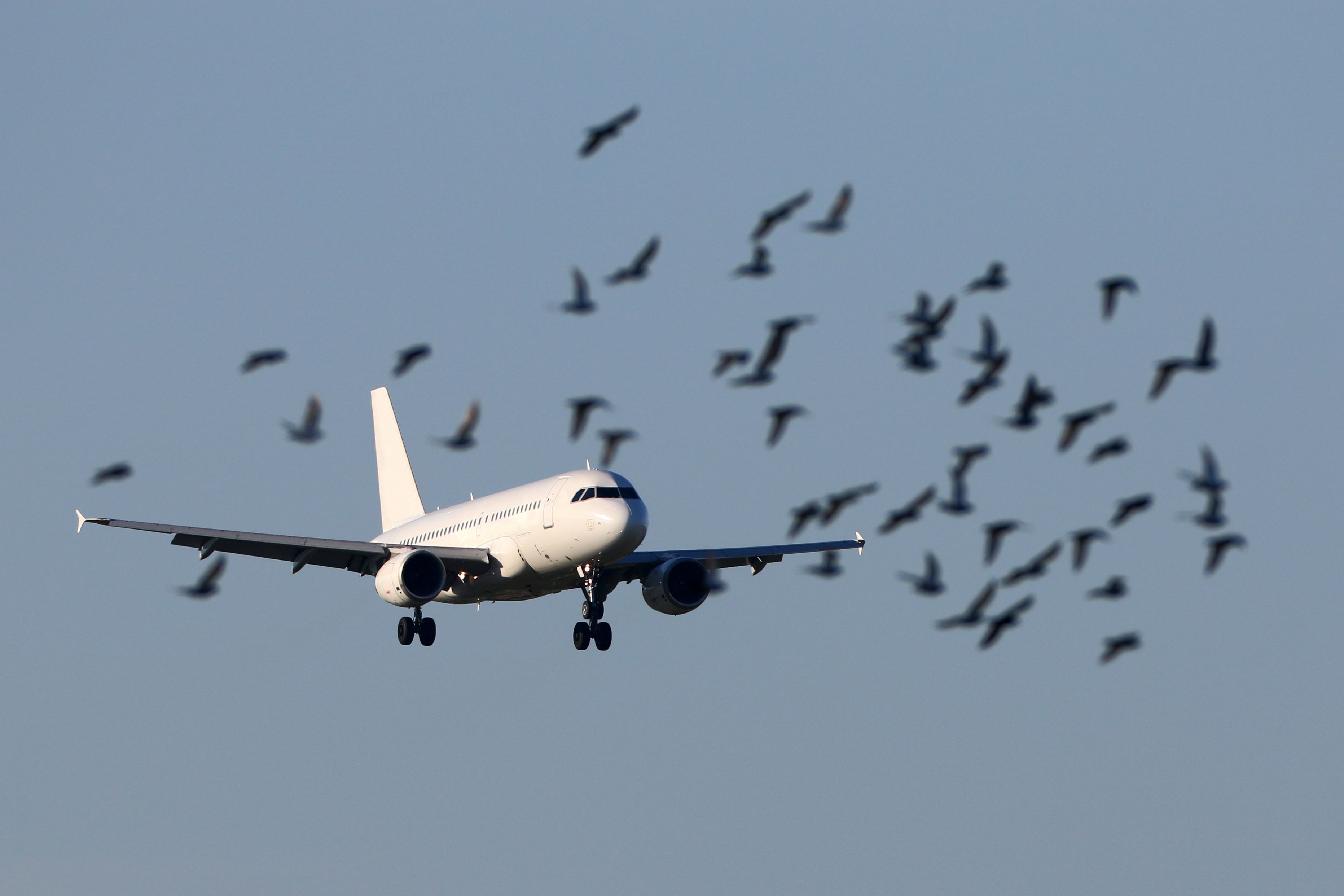An aircraft landing in the back, while a flock of birds fly in the front 
