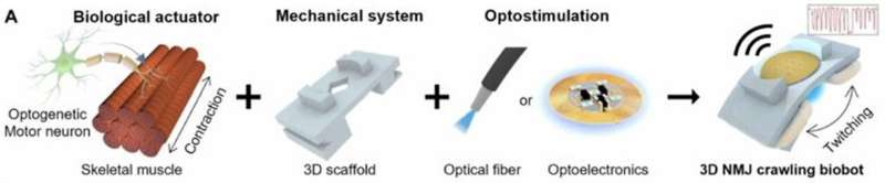 Schematic showing the components of the final device—the neuromuscular biological actuator, the 3D printed scaffold, and the wireless optoelectronics. Credit: Min et al. Tiny neuro-muscular biohybrid crawling robots that can be controlled using optogenetic techniques