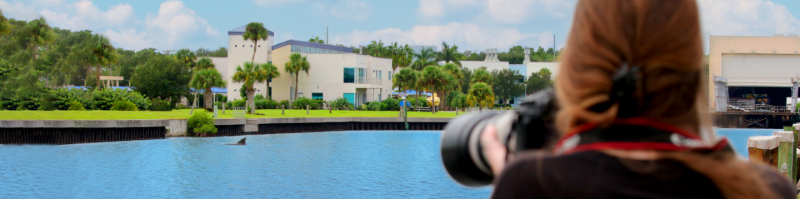 dolphin in IRL canal