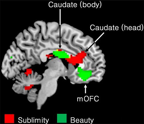 fnhum-08-00891-g0004