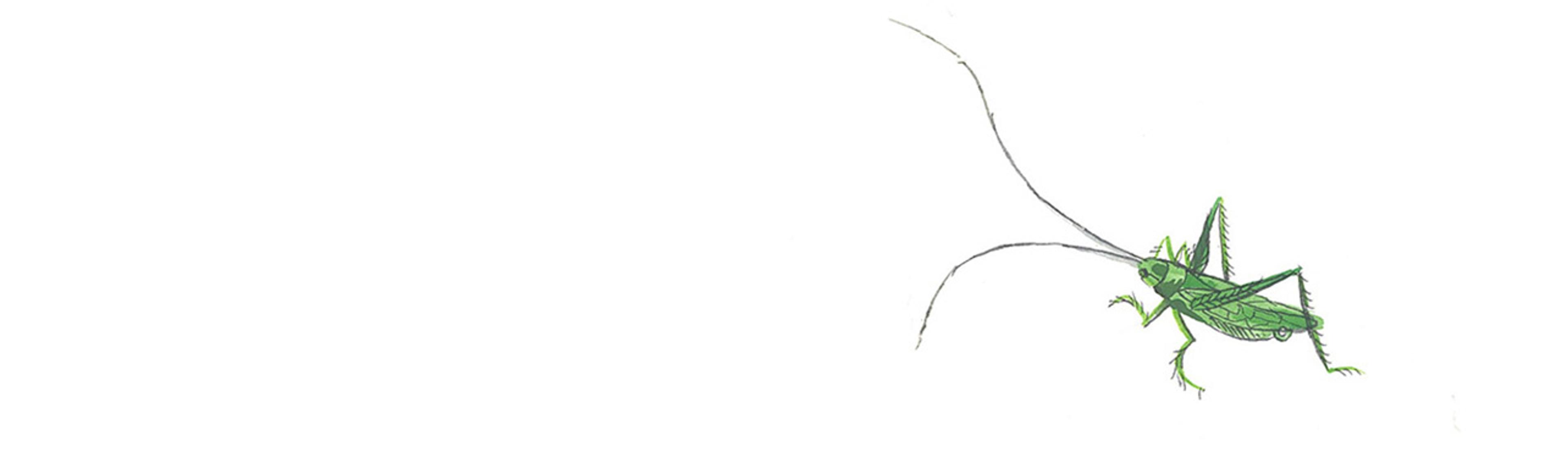 Illustration of a green grasshopper with long antennae on a white background.