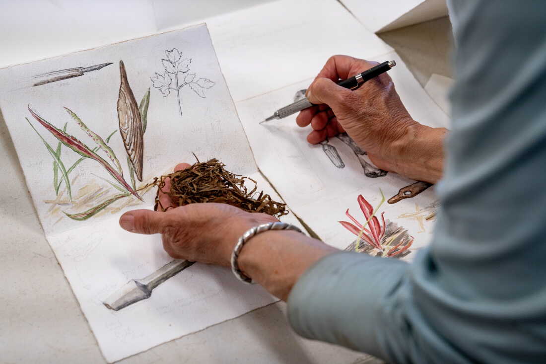 Stephanie Harold creates watercolor illustrations of artifacts excavated from the Nunalleq dig site. 
