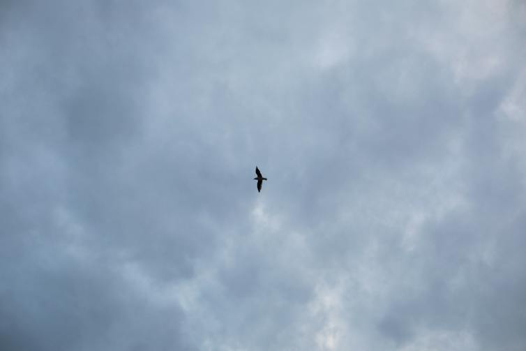 Silhouette of a bird in flight across a cloudy sky.